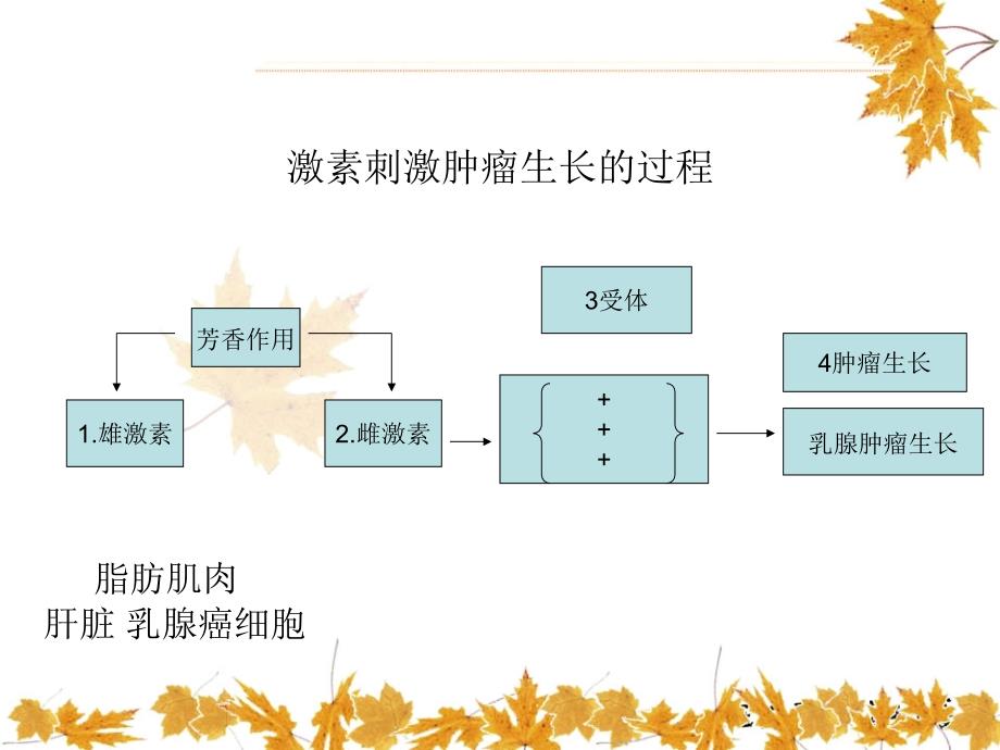 乳腺癌内分泌治疗_第3页