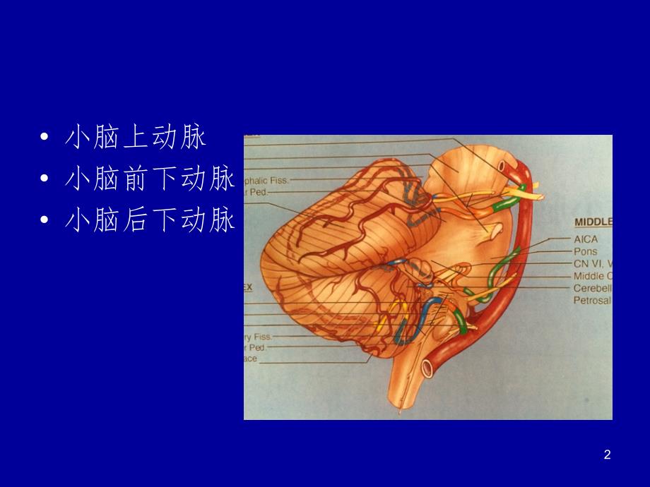 小脑动脉.ppt_第2页