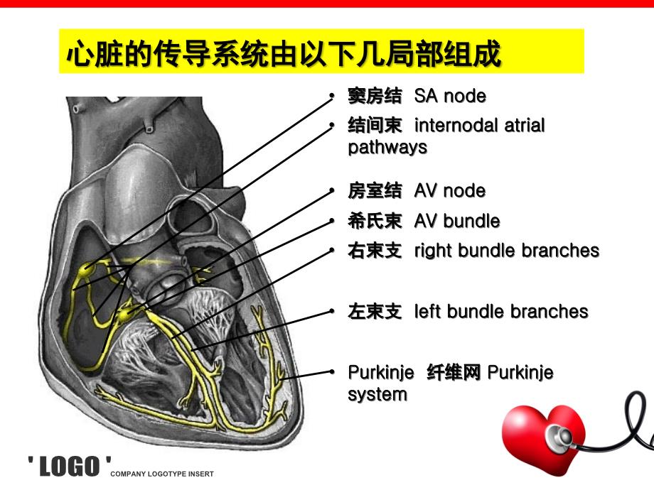 心电图的认识初步(非专科护士)_第3页