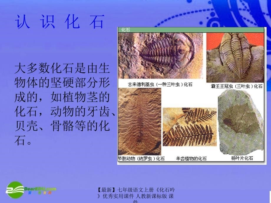 最新七年级语文上册化石吟优秀实用课件人教新课标版课件_第5页