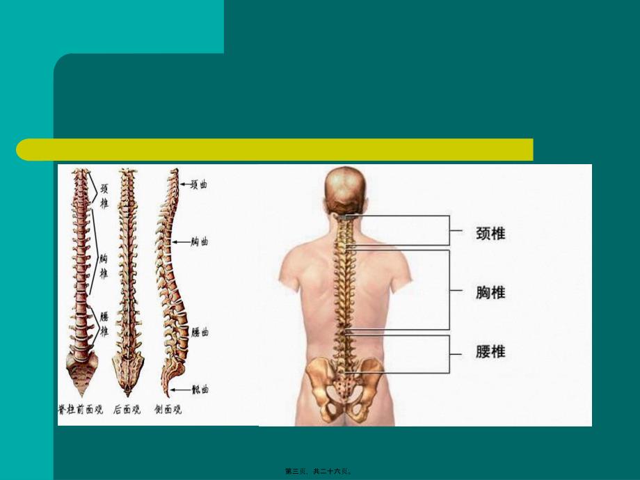 医学专题—腰间盘脱出症诊治幻灯片31588_第3页