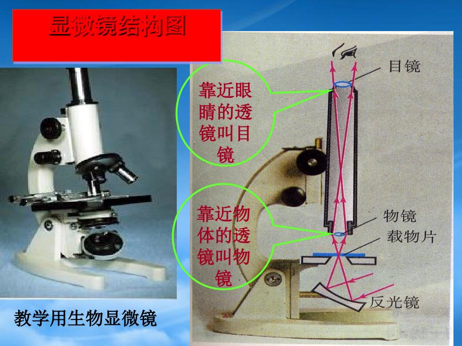 八级物理下册第三章第五节显微镜和望眼镜课件人教新课标_第4页