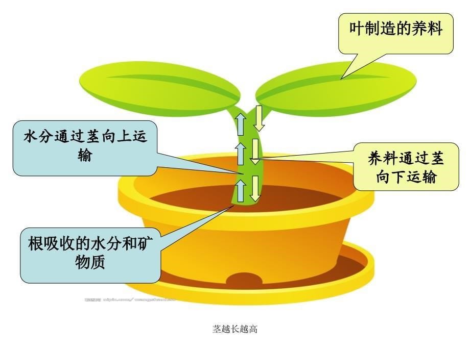 茎越长越高课件_第5页