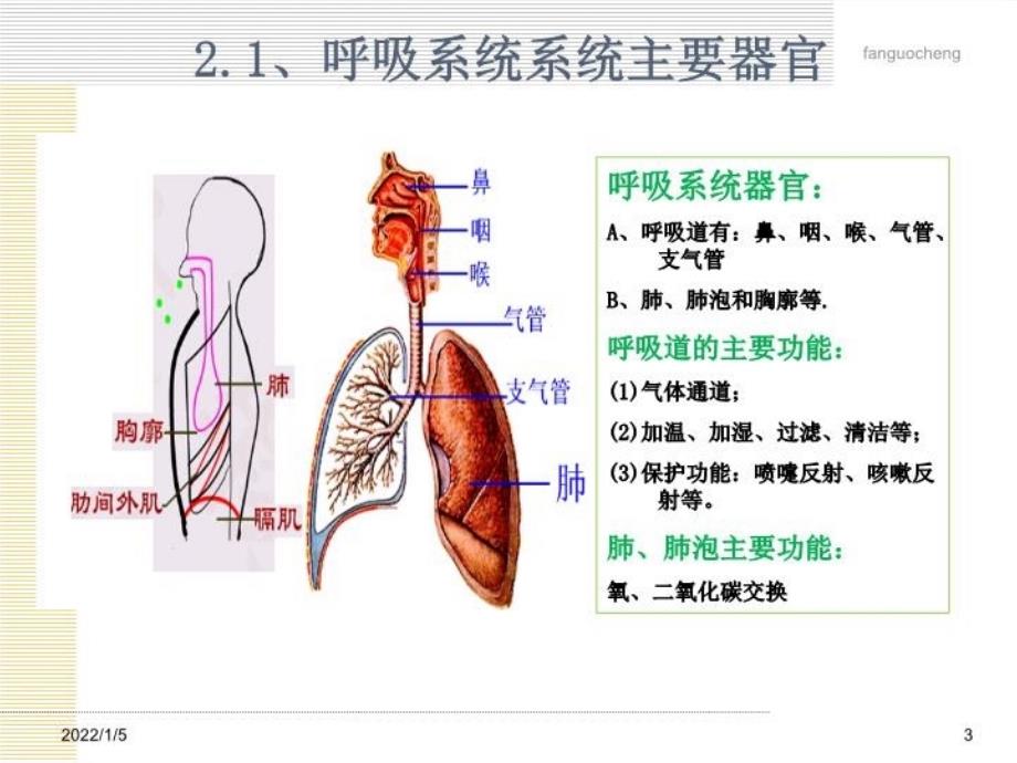 人体与亚健康共10节呼吸与健康_第3页