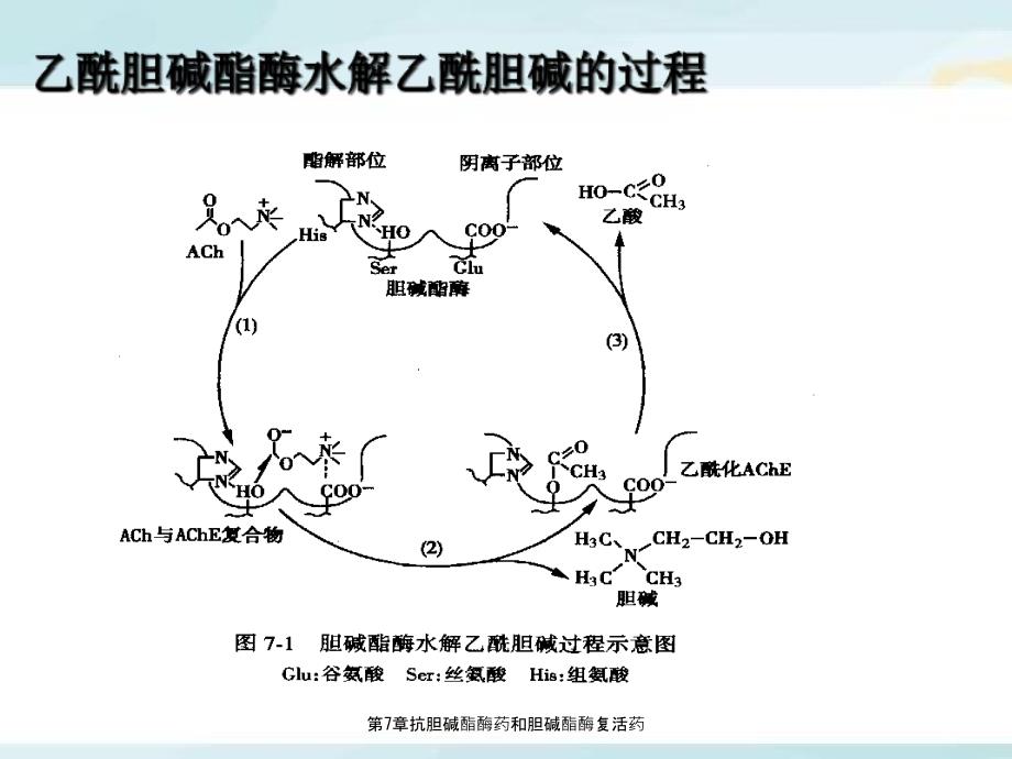 第7章抗胆碱酯酶药和胆碱酯酶复活药_第3页