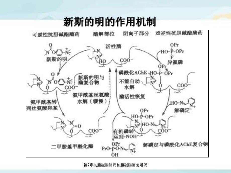 第7章抗胆碱酯酶药和胆碱酯酶复活药_第5页