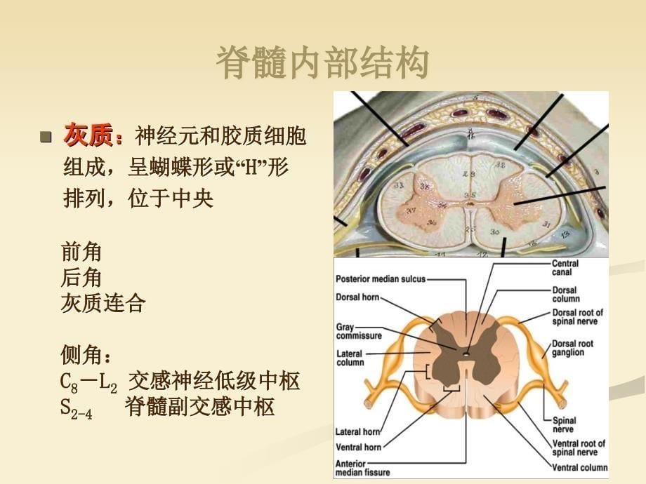 脊髓病_第5页