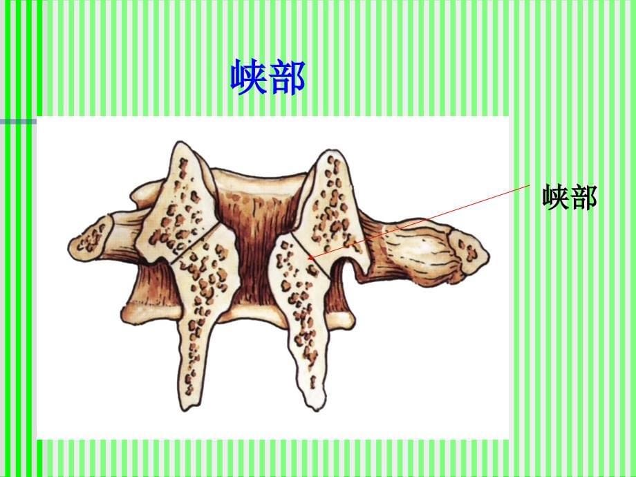 脊柱解剖图(颈胸腰椎)_第5页