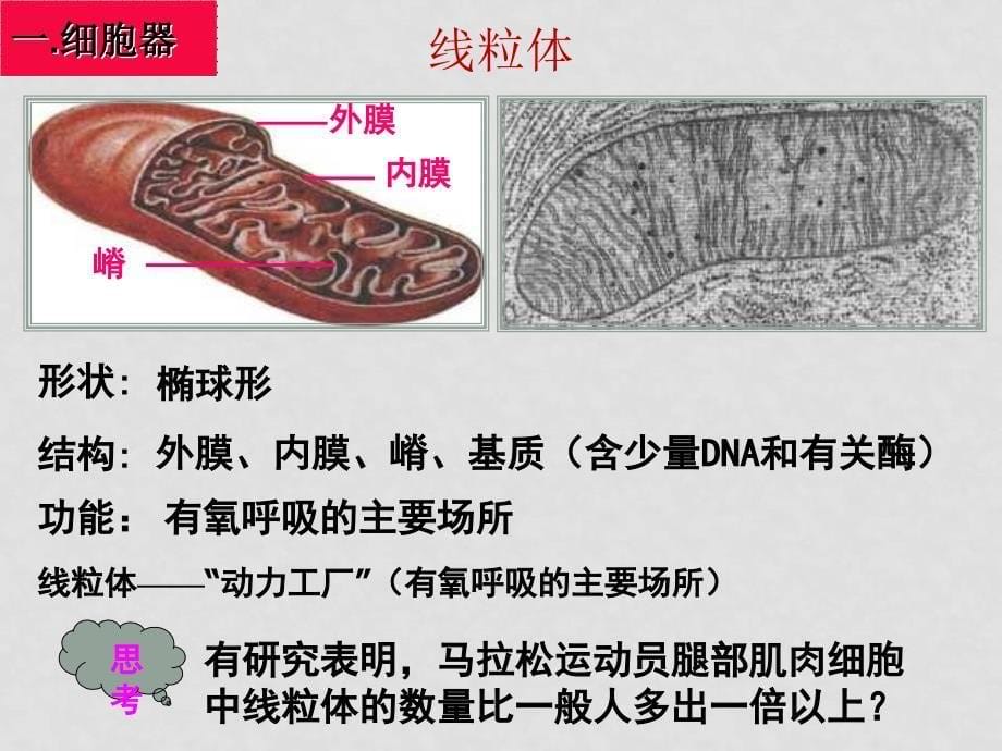 高中生物 细胞器系统内的分工合作课件人教版必修一_第5页