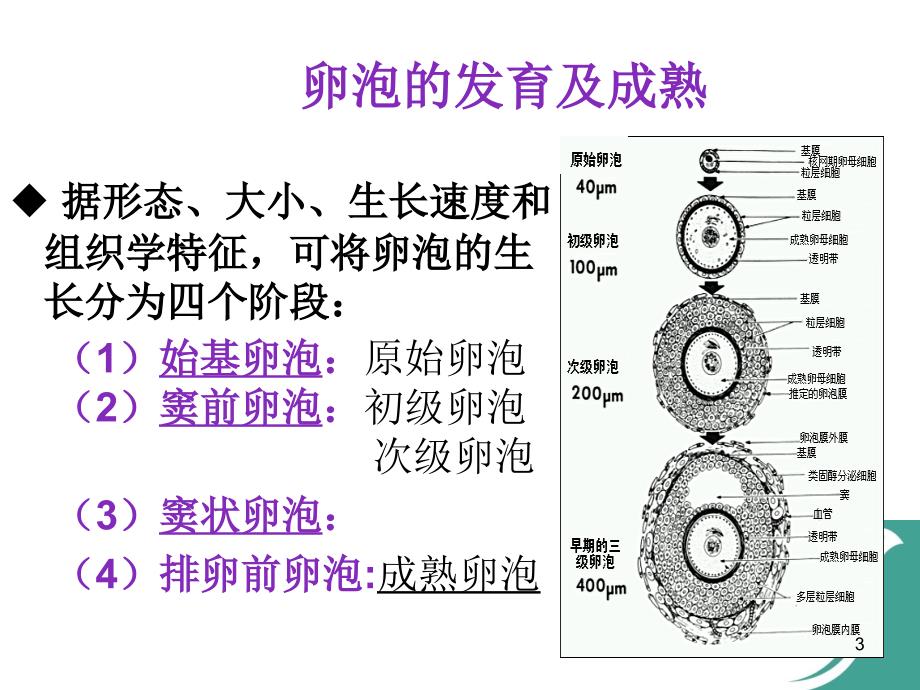 卵泡的生长发育和卵巢低反应ppt参考课件_第3页