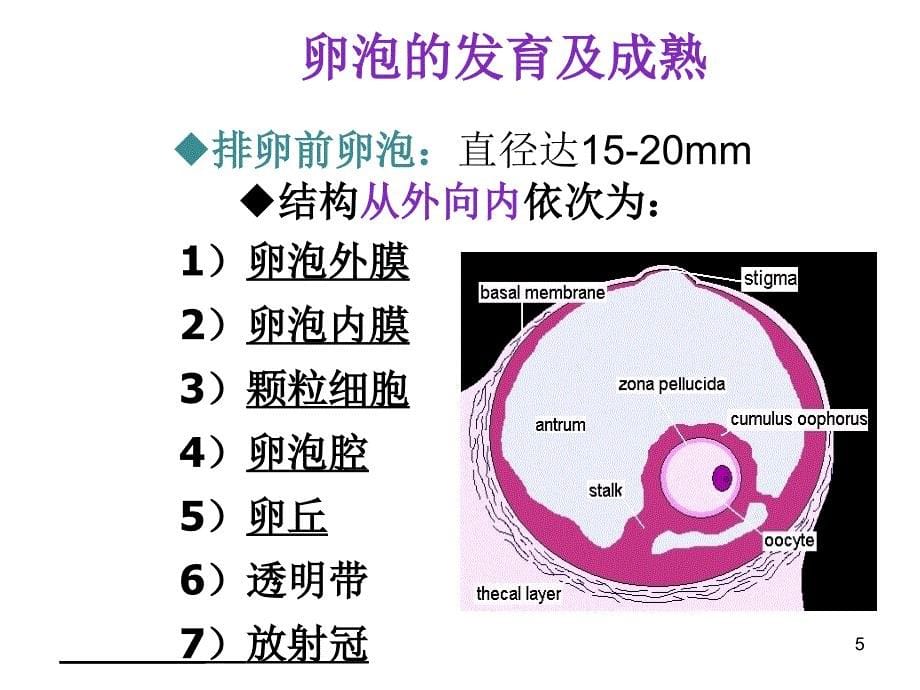 卵泡的生长发育和卵巢低反应ppt参考课件_第5页