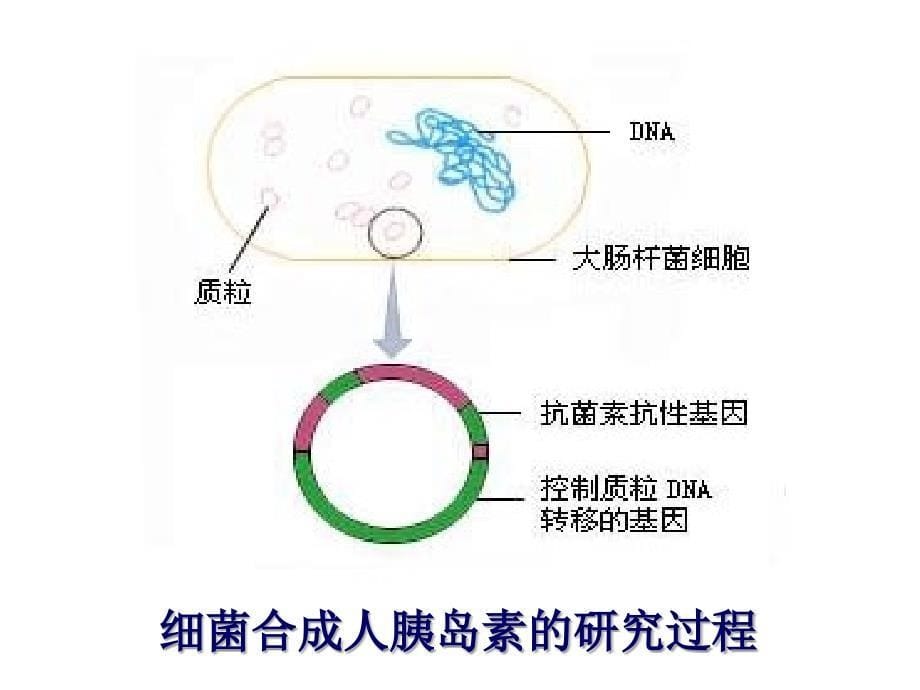 北师大八年级下册252现代生物技术_第5页