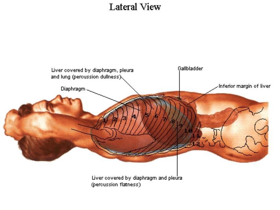 中国医科大学肝Liver_第5页