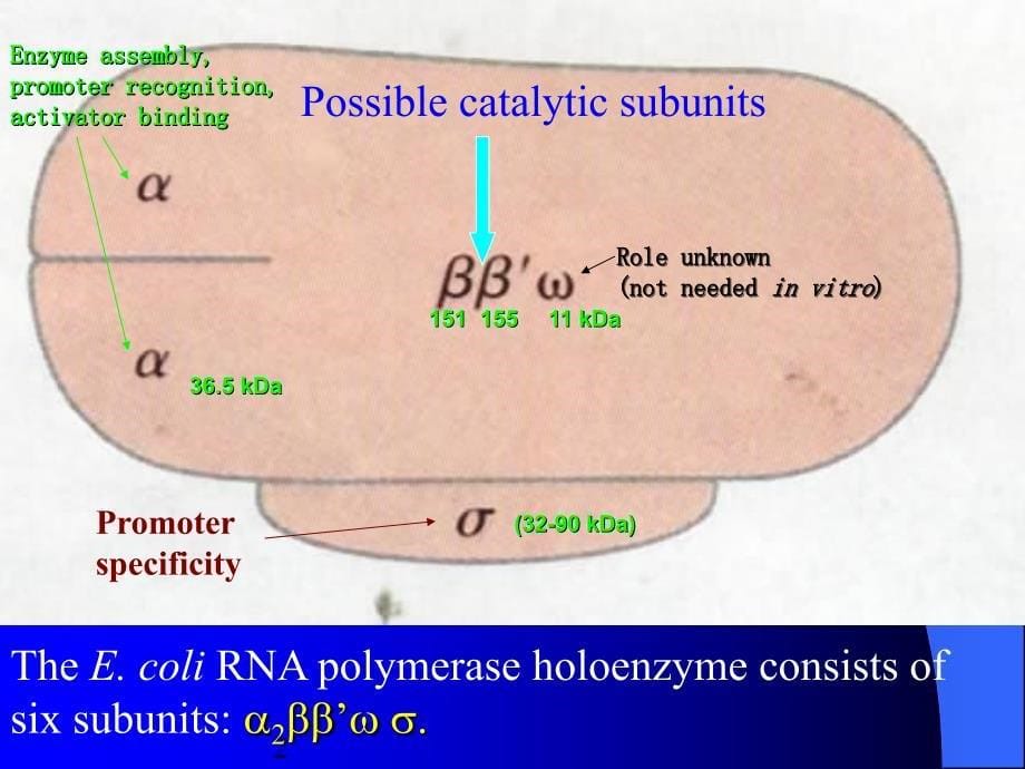 生物化学讲义Chapter26(complete)RNAMetabolism_第5页