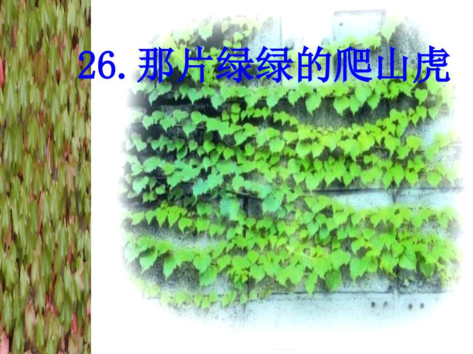 26那片绿绿的爬山虎_第1页