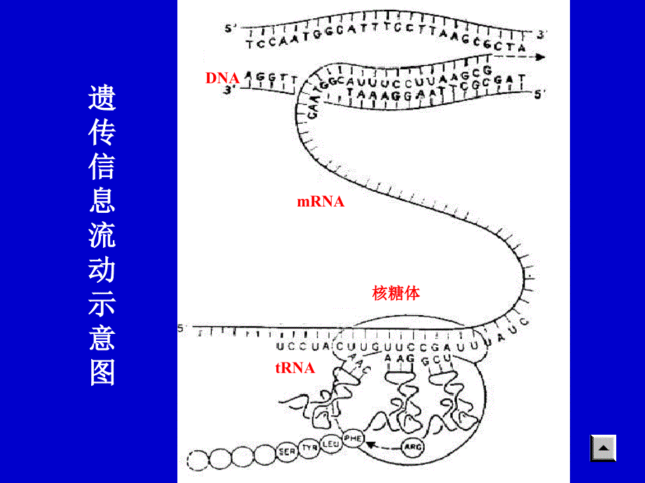 第十四章蛋白质的生物合成_第3页