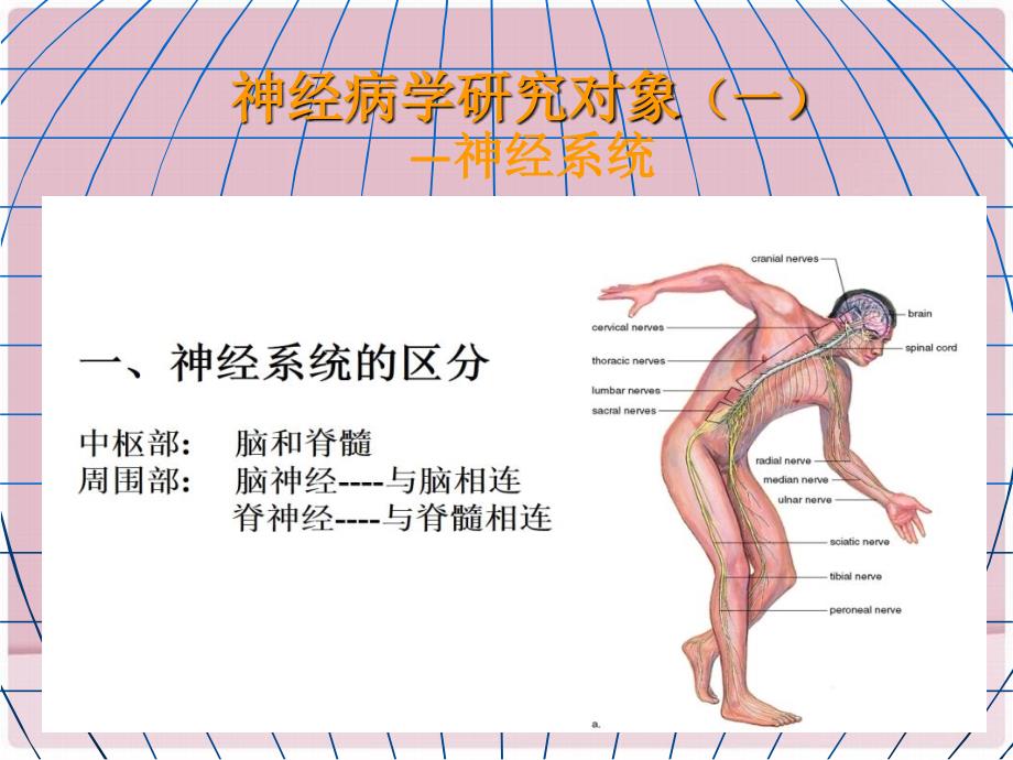 神经病学大脑小脑脊髓的结构和功能_第3页