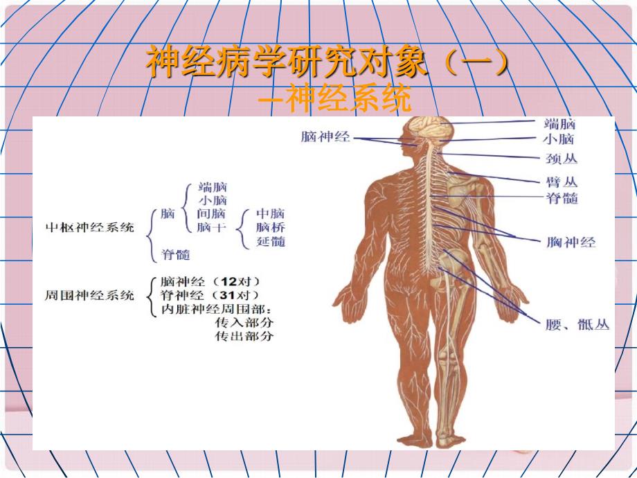 神经病学大脑小脑脊髓的结构和功能_第4页