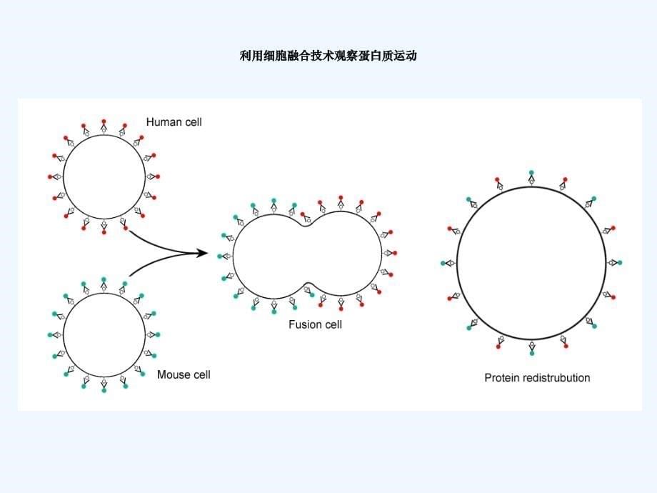 生命科学与健康第章细胞生物学基础_第5页