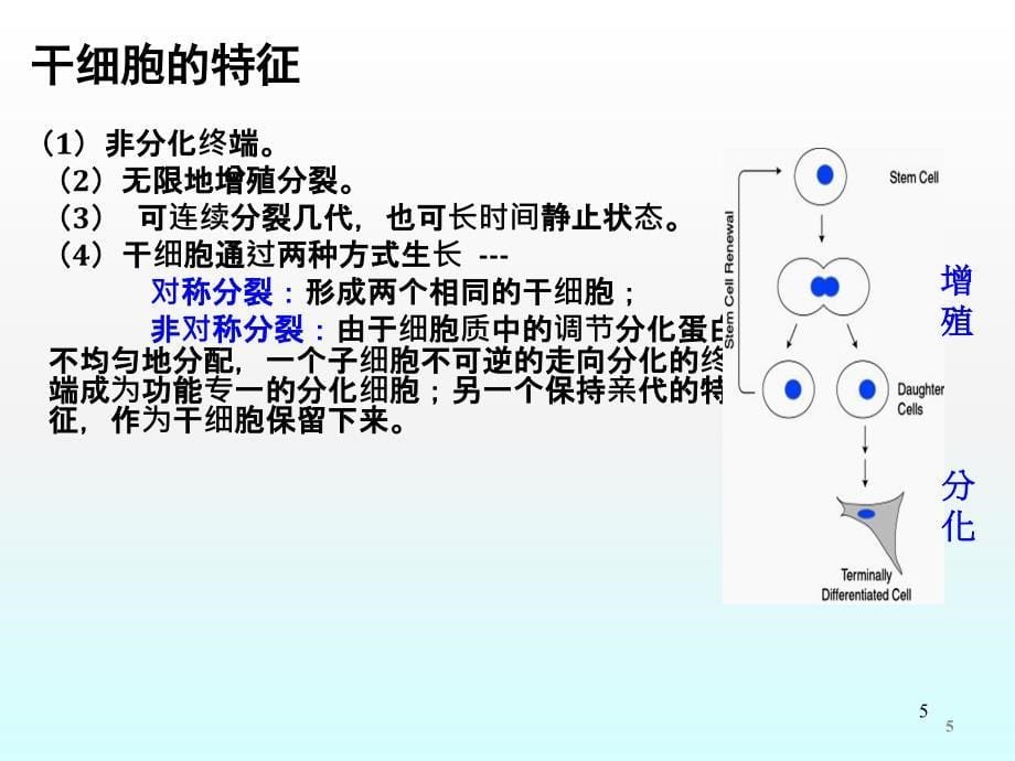 生命的奥秘9重建身体ppt课件_第5页