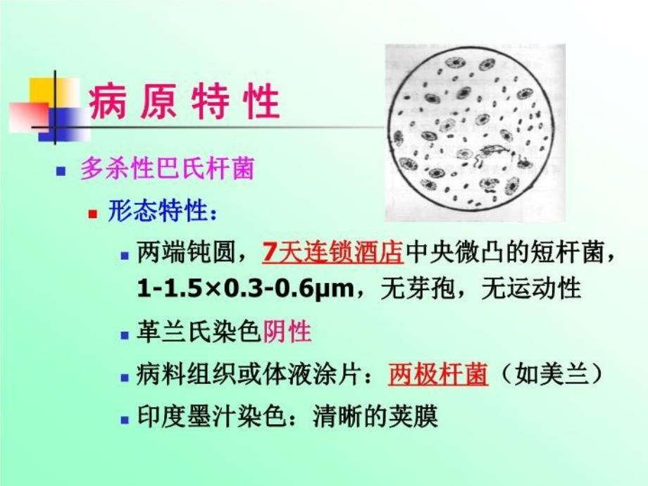 最新巴氏杆菌病-动物传染病PPT课件_第3页