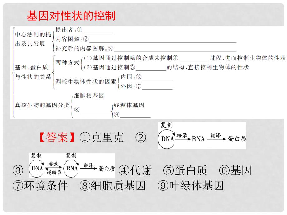 高中生物《第四章 第二节 基因对性状的控制》课件6 新人教版必修2_第3页