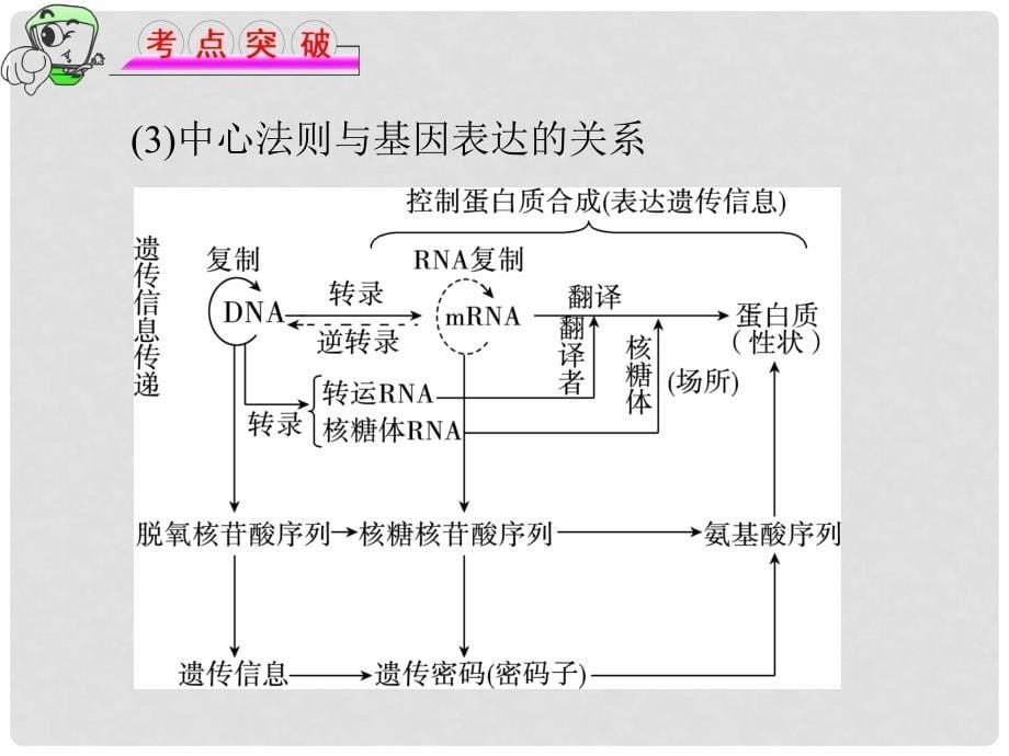 高中生物《第四章 第二节 基因对性状的控制》课件6 新人教版必修2_第5页