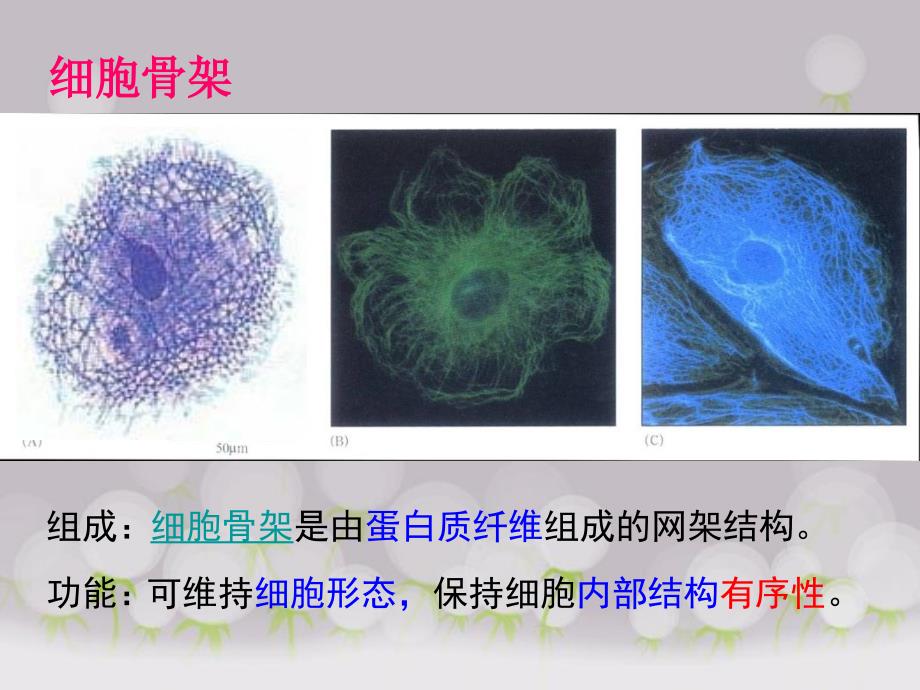 细胞器-系统内的分工合作课件_第3页