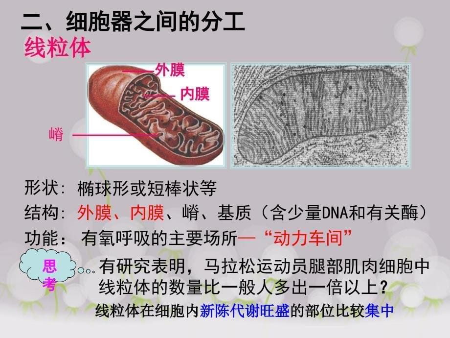 细胞器-系统内的分工合作课件_第5页