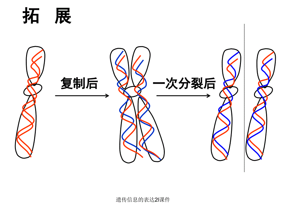 遗传信息的表达2l课件_第1页