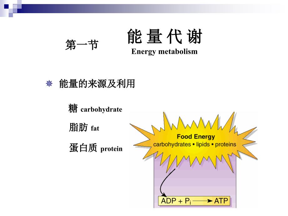 动物生理学能量代谢与体温调节_第2页