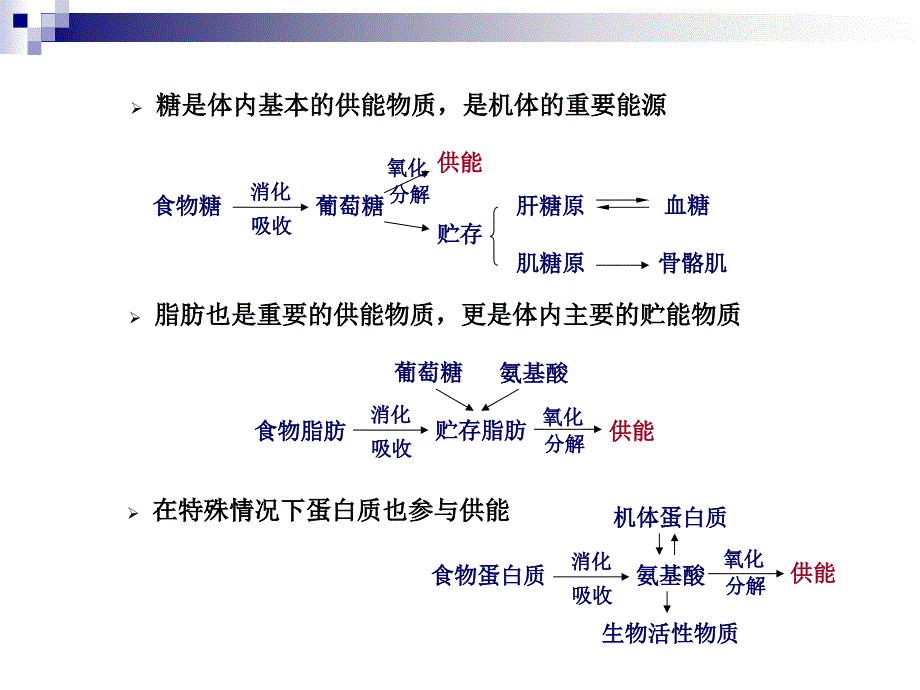 动物生理学能量代谢与体温调节_第3页