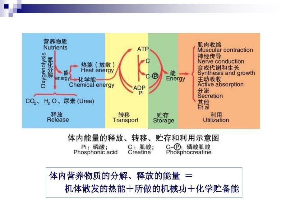 动物生理学能量代谢与体温调节_第5页