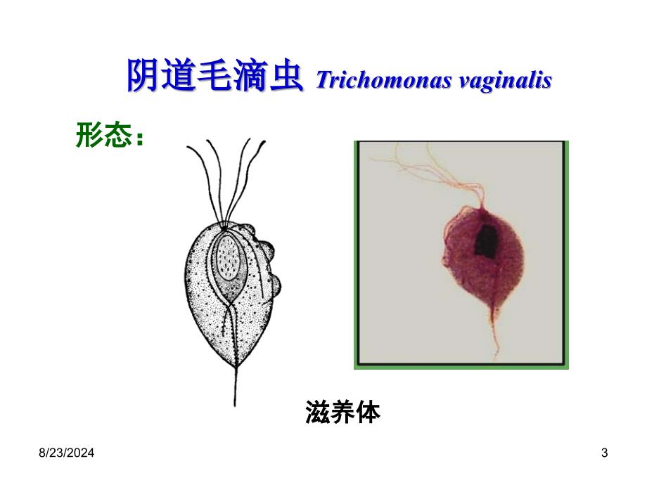 实验三、溶组织内阿米巴、结肠阿米巴_第3页