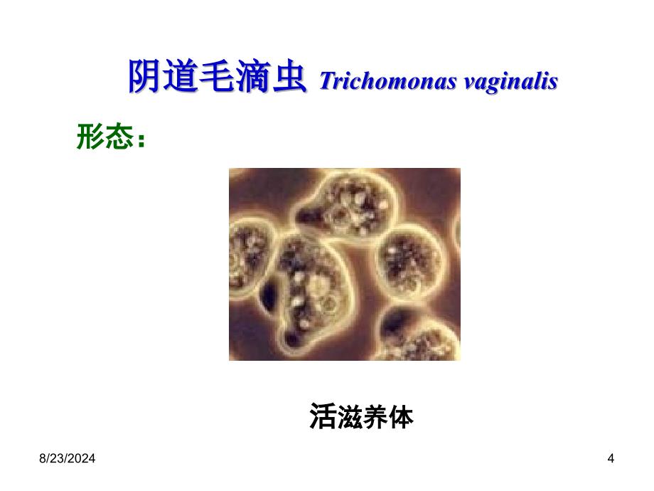 实验三、溶组织内阿米巴、结肠阿米巴_第4页