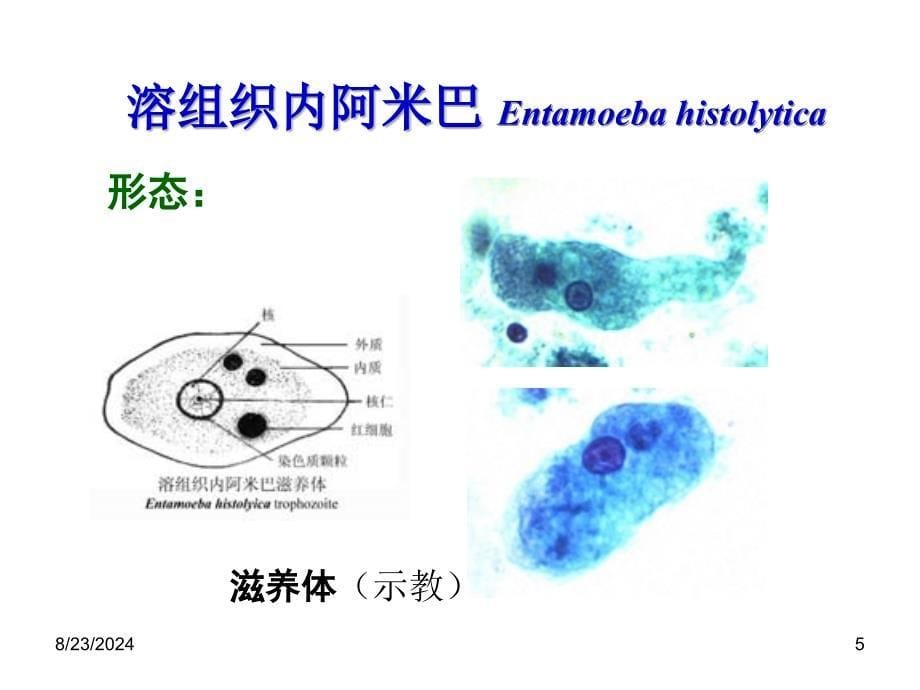 实验三、溶组织内阿米巴、结肠阿米巴_第5页