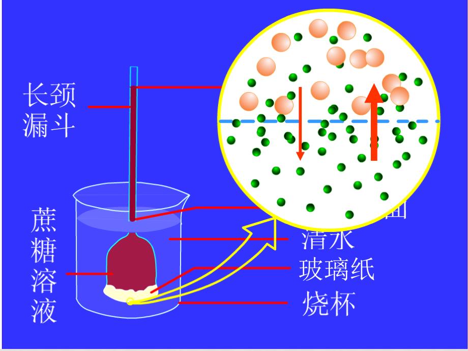 高中生物第1节 物质跨膜运输的实例课件必修一_第4页