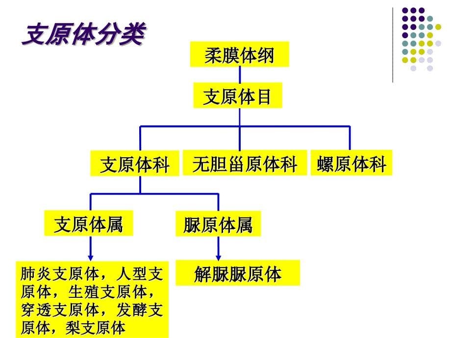 第19章支原体衣原体立克次氏体_第5页