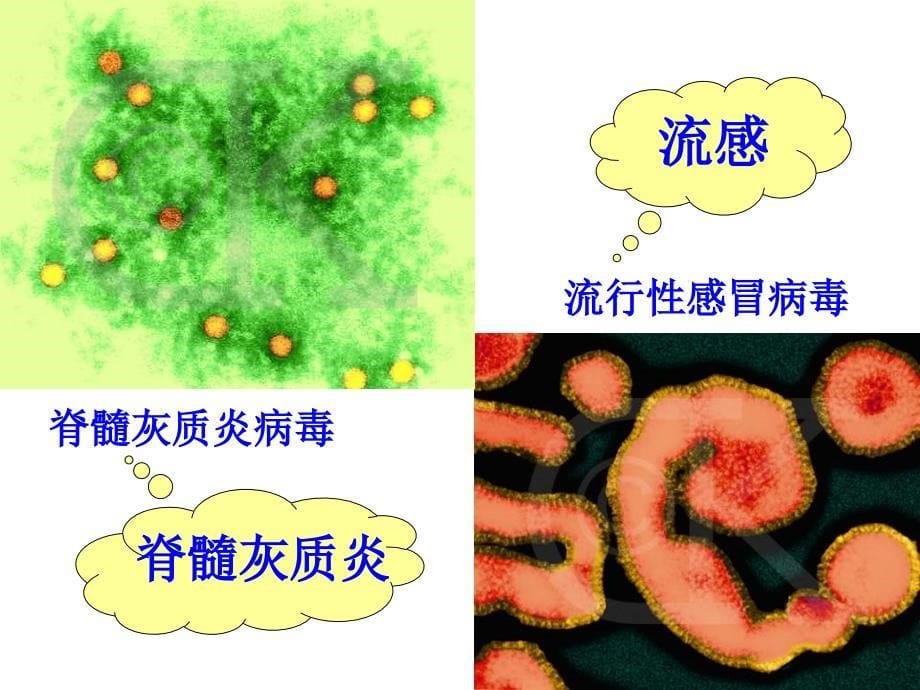 远离传染病课堂PPT_第5页