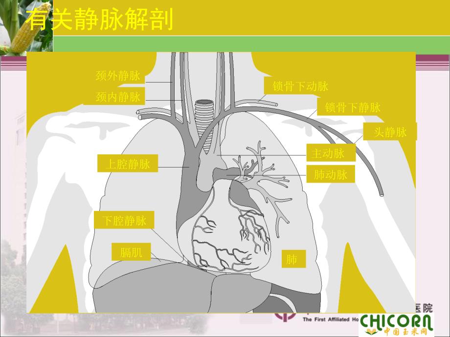 起搏器植入围手术期处理及注意事项 - 副本_第4页