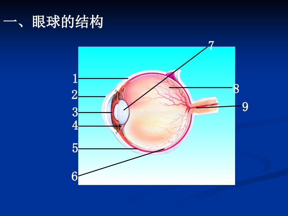 第六章人体生命活动的调节复习课ppt课件(人教版七年级生物下)_第3页