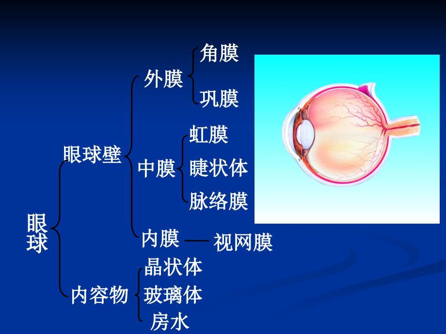 第六章人体生命活动的调节复习课ppt课件(人教版七年级生物下)_第4页