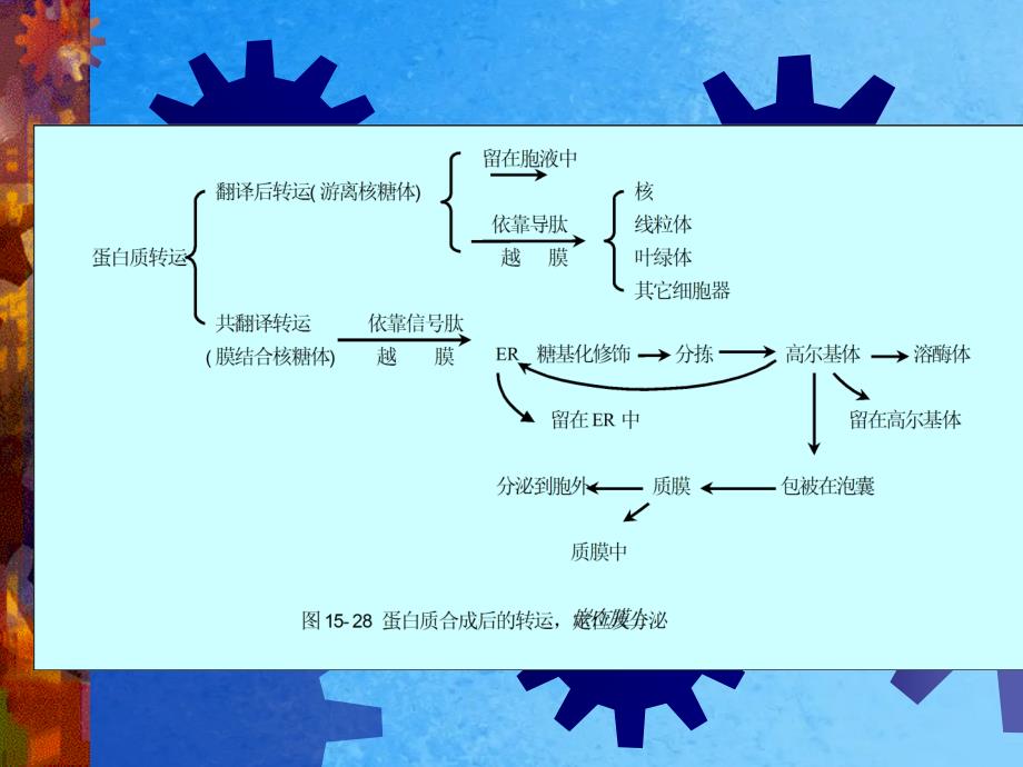 第二节蛋白质的越膜运输ppt课件_第2页