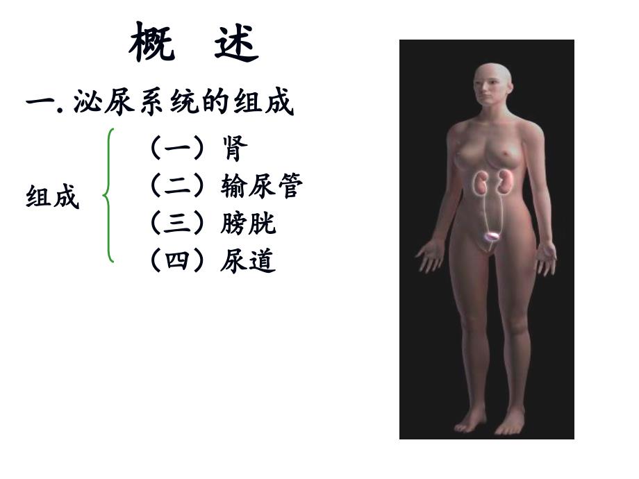 最新mnxt 膀胱课件精选PPT文档_第4页