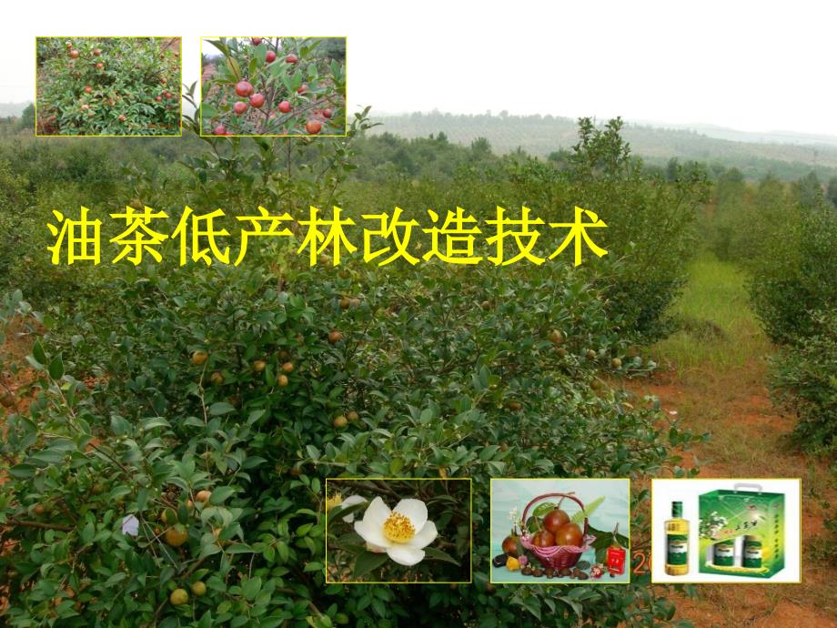 油茶低产林改造.ppt_第1页