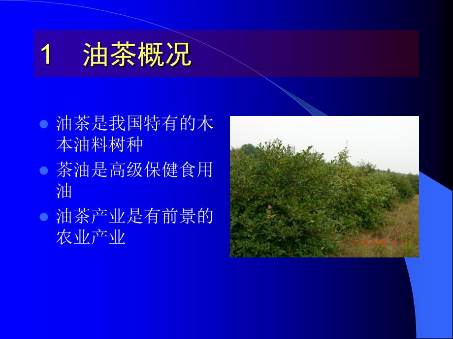 油茶低产林改造.ppt_第2页