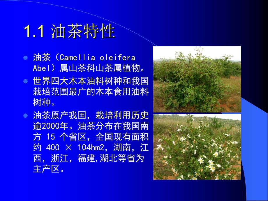 油茶低产林改造.ppt_第3页