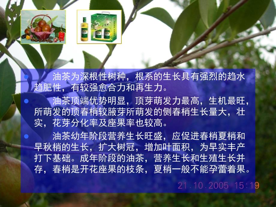 油茶低产林改造.ppt_第4页