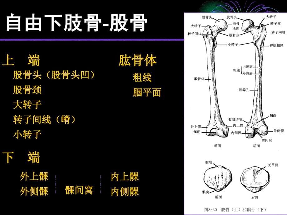 下肢骨及其连接_第5页