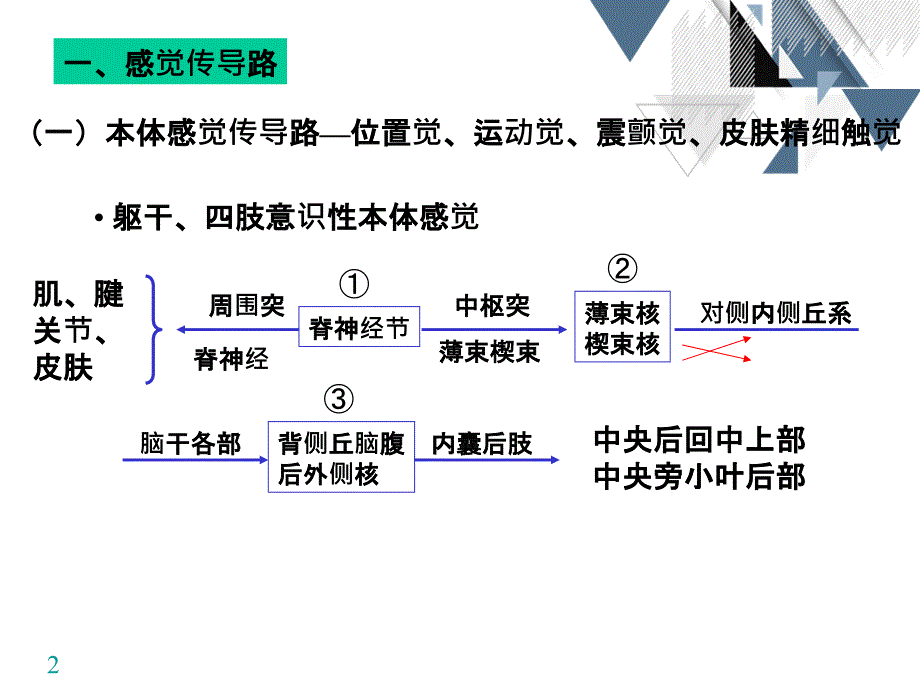 神经系统解剖学神经系态传导维路_第2页